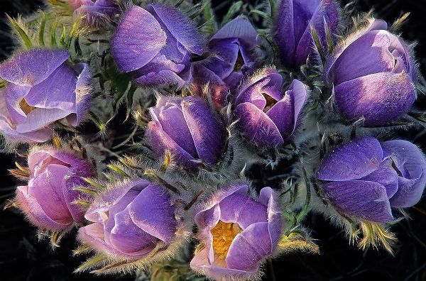Canada-Manitoba-Sandilands Provincial Forest Prairie crocus flowers close-up